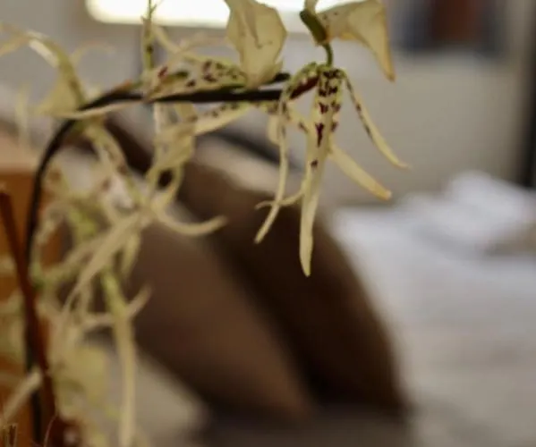 The Old Town Heritage House