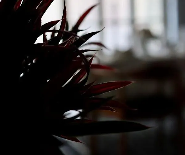 Semesterbostad The Old Town Heritage House