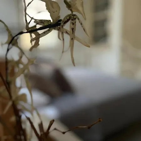 The Old Town Heritage House 니코시아